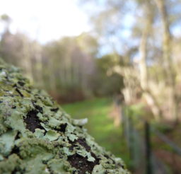 close up of pale green lichen on an old tree branch