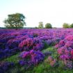 stunning purple heather as far as the eye can see at Cavenham Heath