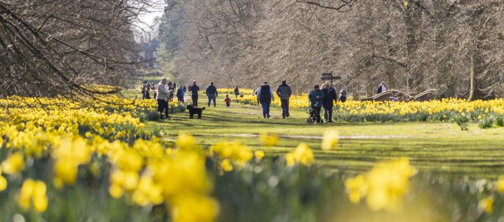 Nowton Park Daffodils Nowton Park Daffodils