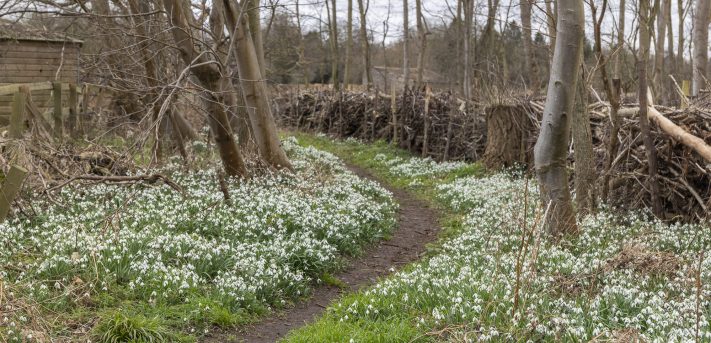 Snow Drops on the Lark Valley Path
