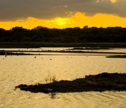 a view across the Scrape at Minsmere - an area of water with spits of grassy land and trees silhouetted against the golden sunset in the background at dusk