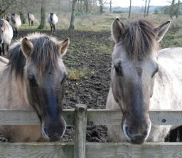 brown and white ponies peering over a wooden fence in a field at Redgrave and Lopham Fen in winter