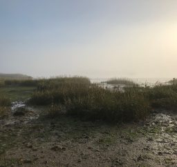 Misty morning on the River Deben outside Woodbridge, with muddy foreshore and reeds