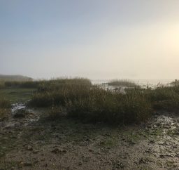 River Deben outside Woodbridge Misty morning on the River Deben outside Woodbridge, with muddy foreshore and reeds