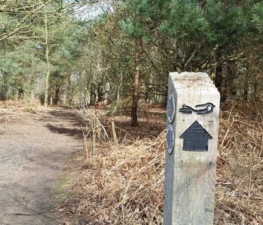 A waymark post showing the Sandlings Walk logo, set by a track through a pine forest