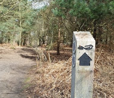 Sandlings Walk (3) A waymark post showing the Sandlings Walk logo, set by a track through a pine forest