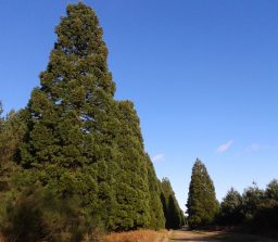 Shakers Road avenue of Giant Redwood Trees against a bright blue sky along a wide track on a sunny day
