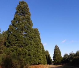 Shakers Road Avenue of Giant Redwoods Shakers Road avenue of Giant Redwood Trees against a bright blue sky along a wide track on a sunny day