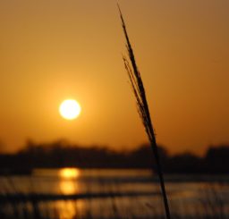 Close up of a reed at sunset, looking out across the River Alde
