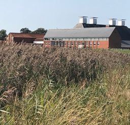 Snape Maltings - a large red brick building with traditional chimneys, viewed across reeds on Snape Marshes