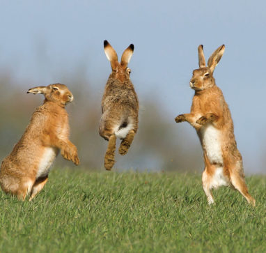 A group of 3 leaping hares in a green field