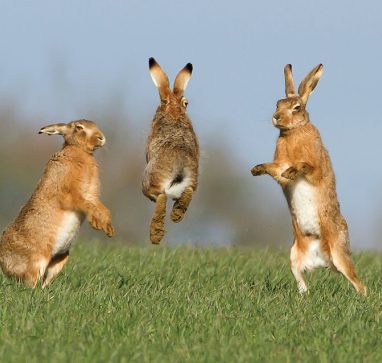 Spring hares A group of 3 leaping hares in a green field