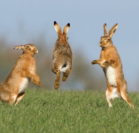 Spring hares A group of 3 leaping hares in a green field