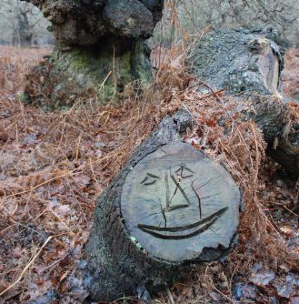 Staverton Park-4 a smiley face carved onto the end of a fallen tree in amongst some bracken