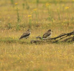 a pair of brown and white Stone Curlews in afield amongst small yellow flowers