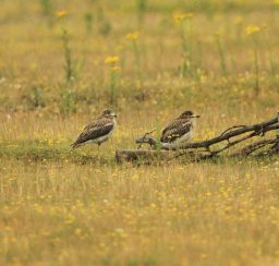 Stone Curlews - Stu Hamilton a pair of brown and white Stone Curlews in afield amongst small yellow flowers