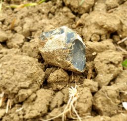 a piece of Suffolk flint ploughed up in a field