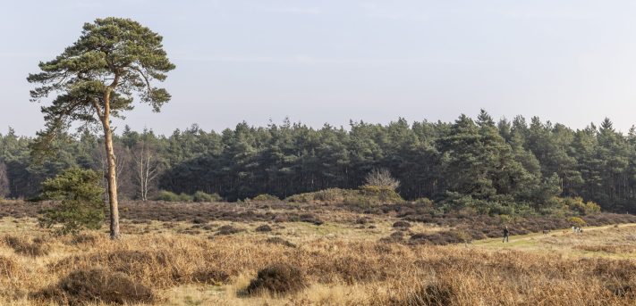 Sutton Heath landscape - Ben Heather Sutton Heath