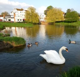 The Mill (a large square white building), 3 ducks and a swan on the River Stour at Sudbury, with two weeping willow trees in the background on a sunny day