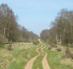 a wide grassy track through the King's Forest