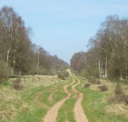 The Kings Forest (1) a wide grassy track through the King's Forest