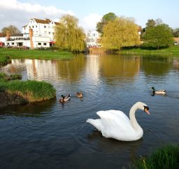 The Mill (a large square white building), 3 ducks and a swan on the River Stour at Sudbury, with two weeping willow trees in the background on a sunny day