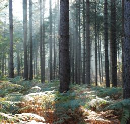 forest of tall trees with shafts of sunlight being cast onto the bracken beneath at Brandon Country Park