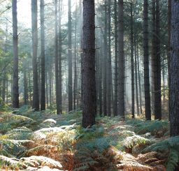 Thetford Forest Park forest of tall trees with shafts of sunlight being cast onto the bracken beneath at Brandon Country Park