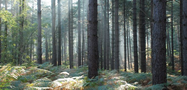 Thetford Forest Park forest of tall trees with shafts of sunlight being cast onto the bracken beneath at Brandon Country Park