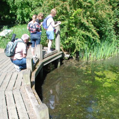 A group of people on a wooden walkway hunting for frogspawn in a shallow pond