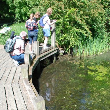Thornham Walks 4 A group of people on a wooden walkway hunting for frogspawn in a shallow pond