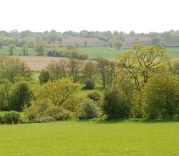 View over rolling green countryside, with a variety of types of tree at Stoke by Nayland