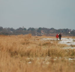 Walberswick marshes in a snowy winter, with a tree belt and the square tower of a church visible in the background