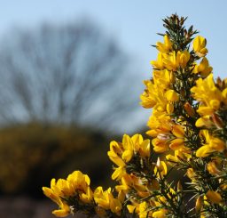 close up of beautiful golden yellow gorse flowers at Weather Heath