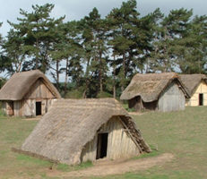 a group of thatched wooden huts in a grassy field at the Anglo Saxon Village at West Stow Country Park
