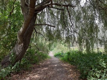 Willow Tree on River GippingPath