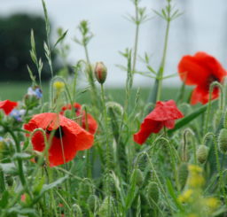 Close up image of red poppies in a field in Witnesham