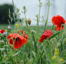 Witnesham poppies Close up image of red poppies in a field in Witnesham