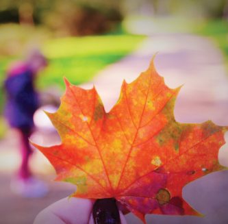 a beautiful orange autumn leaf a beautiful orange autumn leaf