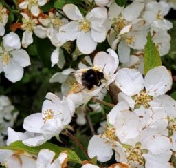 close up of a black and yellow bumble bee on white hawthorn flowers
