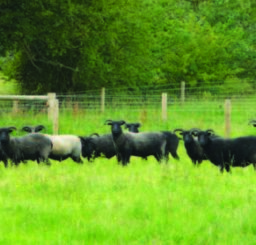 black sheep in a green grassy field at Knettishall Country Park