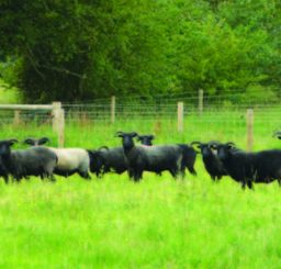 black sheep at Knettishall Country Park black sheep in a green grassy field at Knettishall Country Park