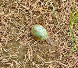 a turquoise and brown speckled blackbird egg shell amongst some dry grass, found along the Mid Suffolk Footpath