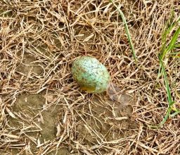 blackbird egg shell found along Mid Suffolk Footpath a turquoise and brown speckled blackbird egg shell amongst some dry grass, found along the Mid Suffolk Footpath