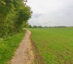 field edge part of the mid suffolk footpath near stowupland a path along the edge of a green field with high hedges and trees