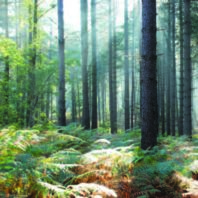forest of tall trees with shafts of sunlight being cast onto the bracken beneath at Brandon Country Park