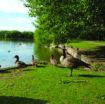 a goose and ducks on the grassy bank of Needham Lake on a sunny day