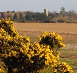 a view of yellow gorse flowers in the foreground, across scrubby sandy heathland at Snape Warren, to a grey square church tower in the distance