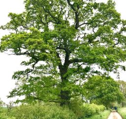 grand old oak tree in spring grand old oak tree next to a lane in spring