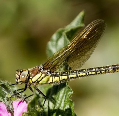 green dragonfly drying its wings A close up image of a green dragonfly perched on a flower drying its wings